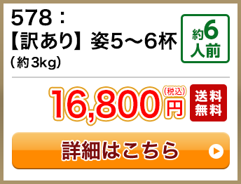 578：【訳あり】姿5～6杯（約3kg） 約6人前 16,800円(税込) 送料無料